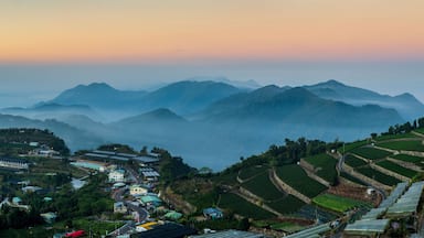 Tea garden in Alishan