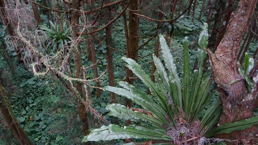 鳥巢蕨 Bird`s Nest Fern