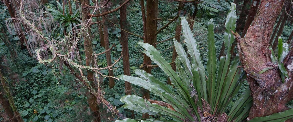 A dense forest with tall trees and a large fern plant in the foreground.