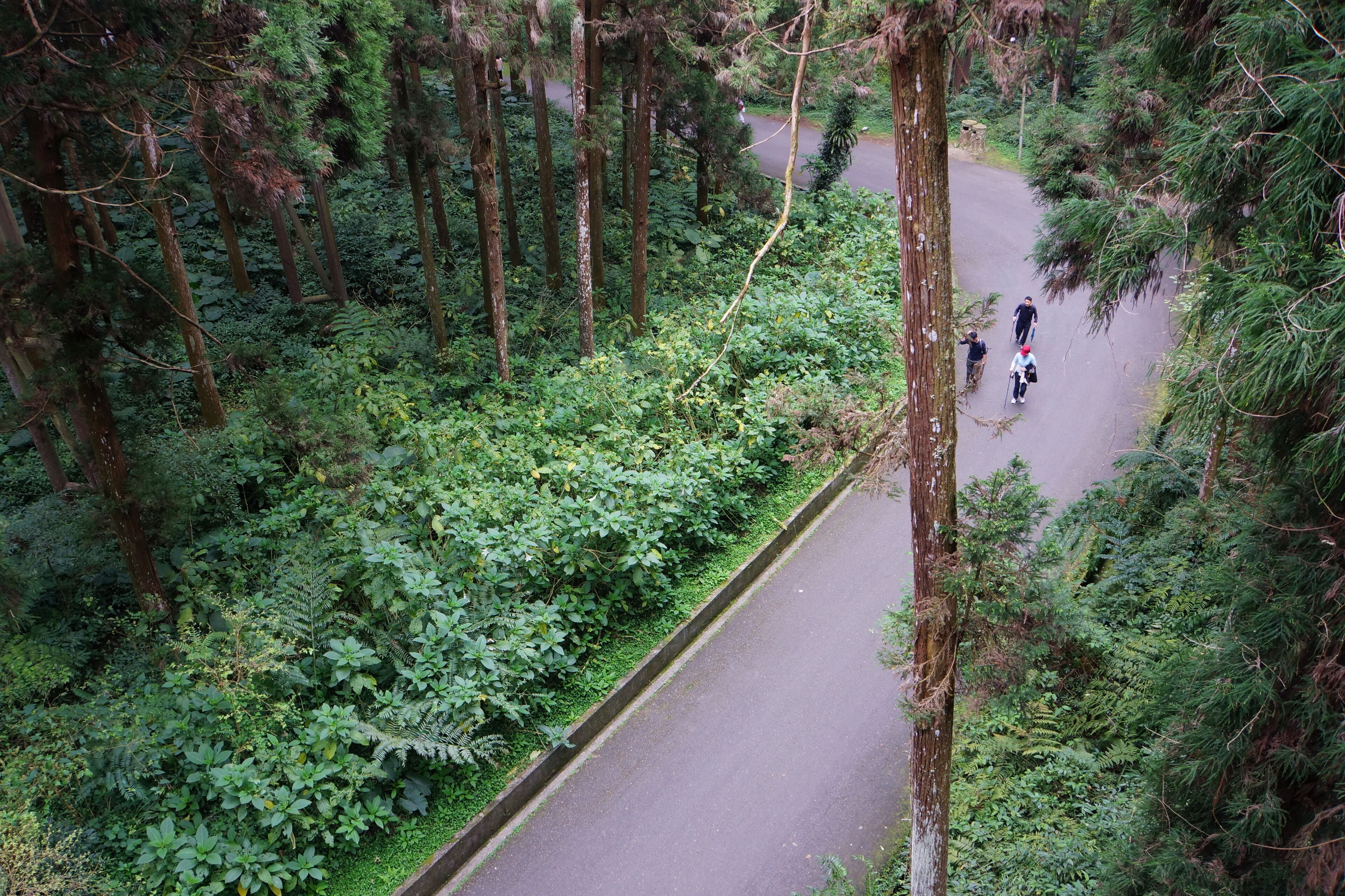 溪頭林道 Xitou Forest Road