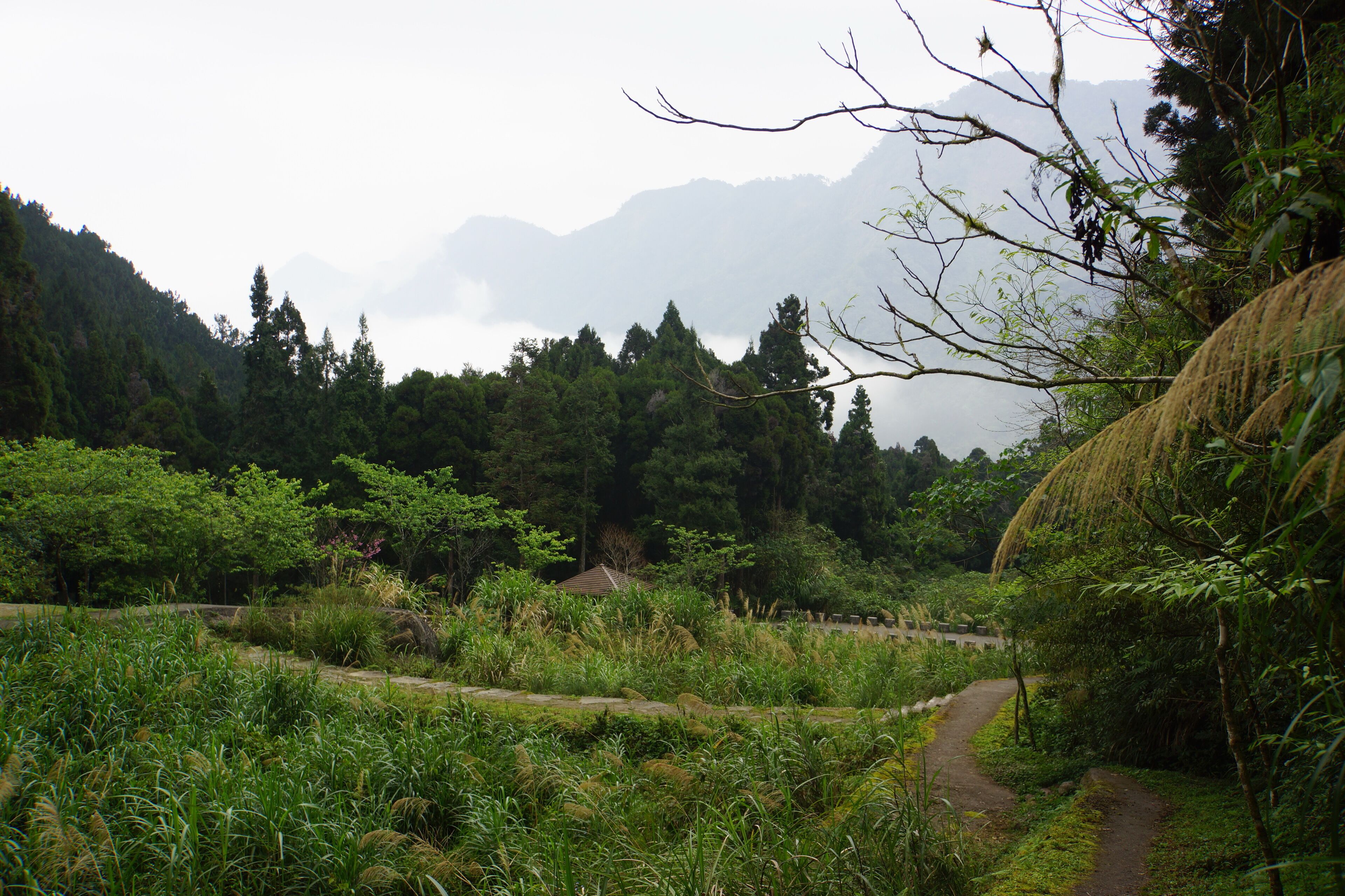 Liu-long-jiao 流籠腳