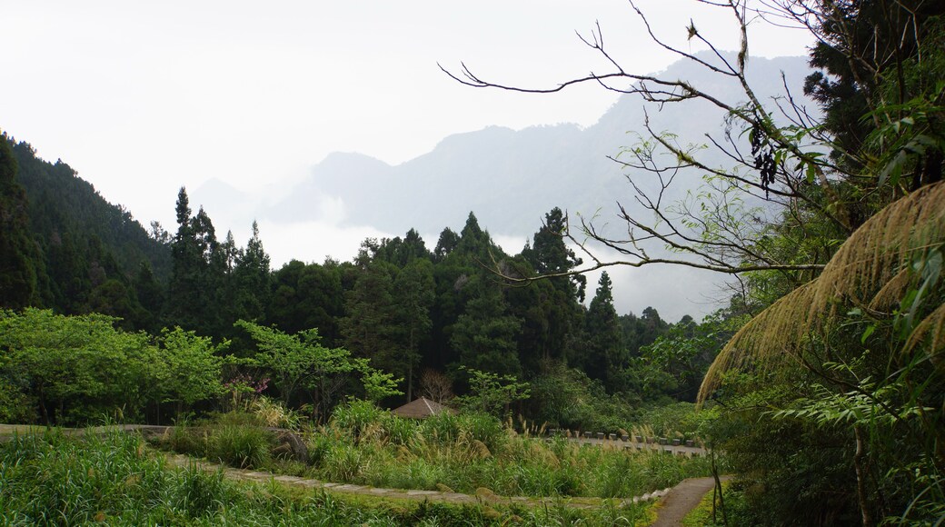 Liu-long-jiao 流籠腳