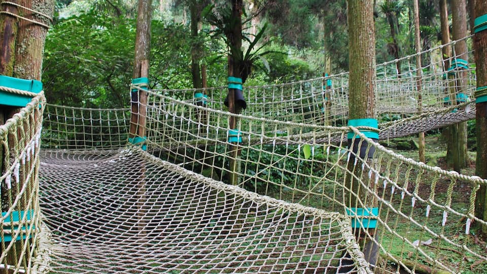 A rope bridge in a forest.