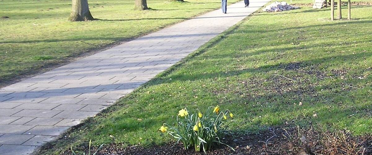 A paved path in a park with trees and daffodils.