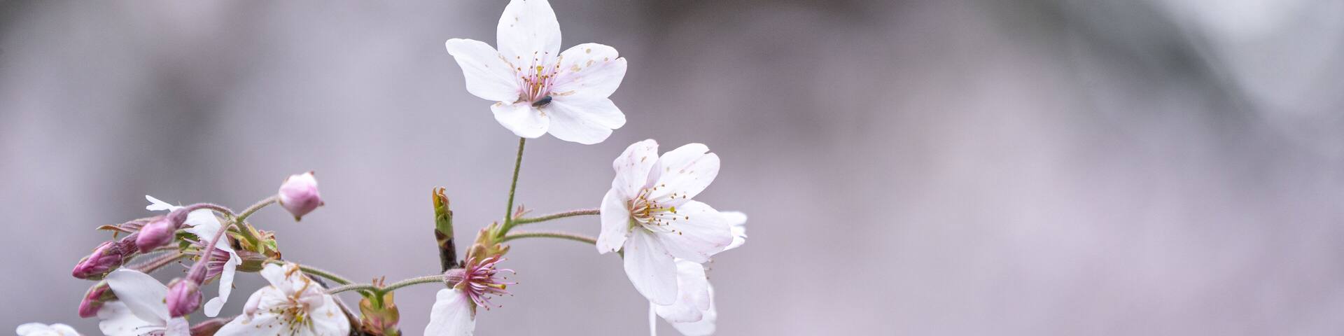 Beautiful Yoshino Sakura Cherry Blossom is blooming with sprout in Alishan National Forest Recreation Area in Taiwan.