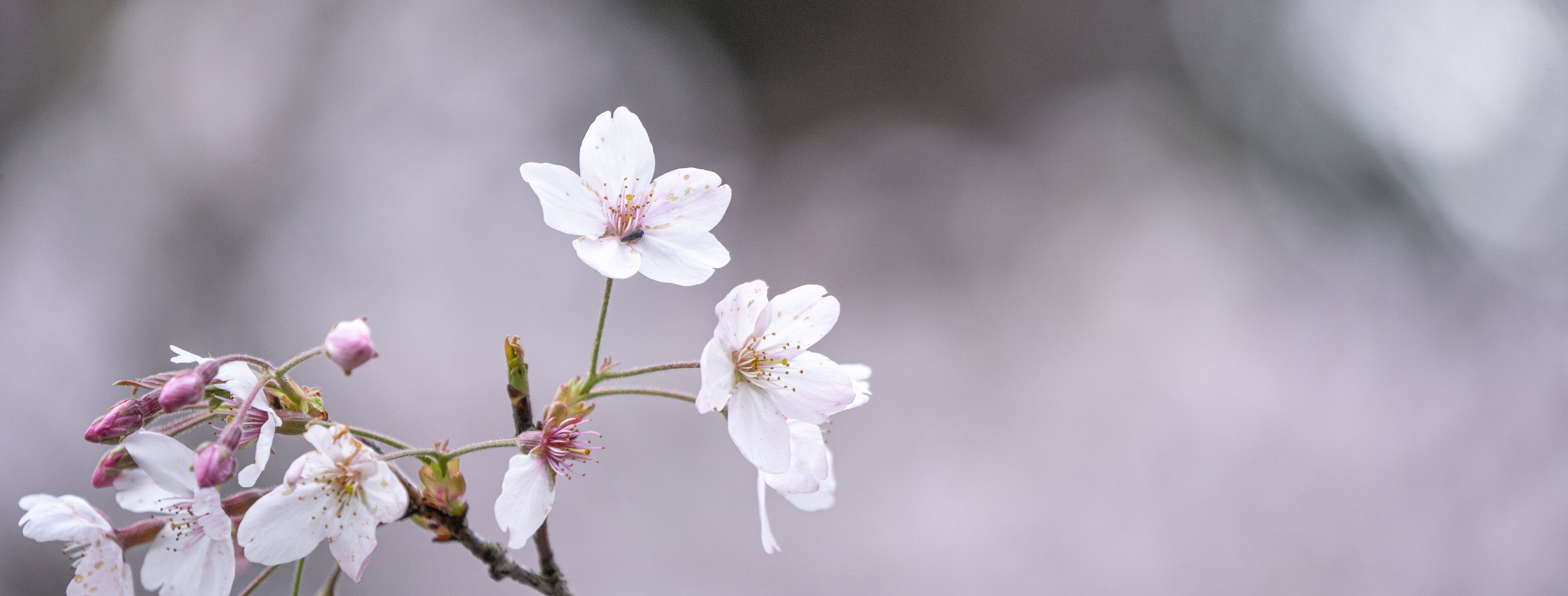 A branch with white blossoms and buds against a blurred background.
