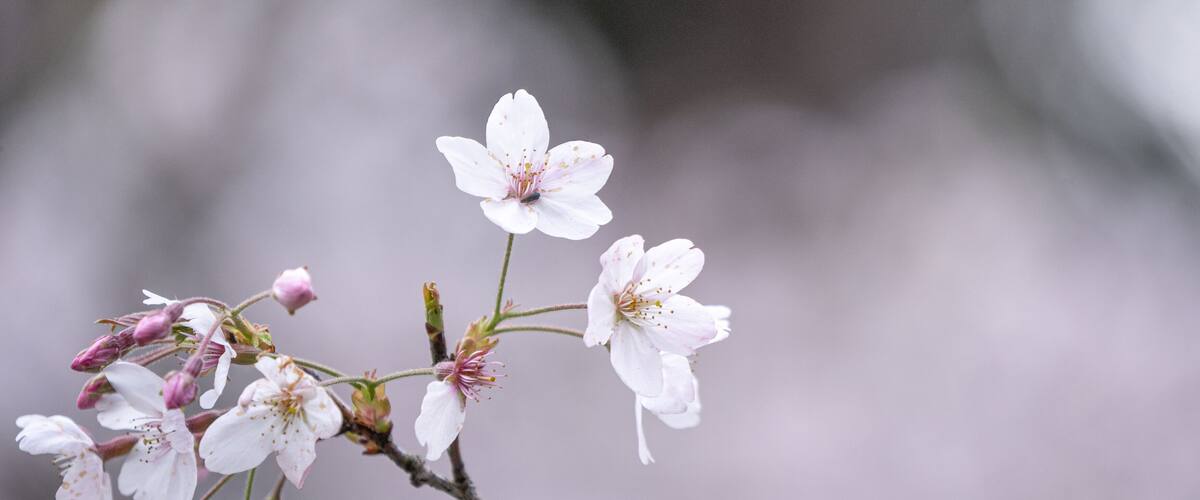 A branch with white blossoms and buds against a blurred background.