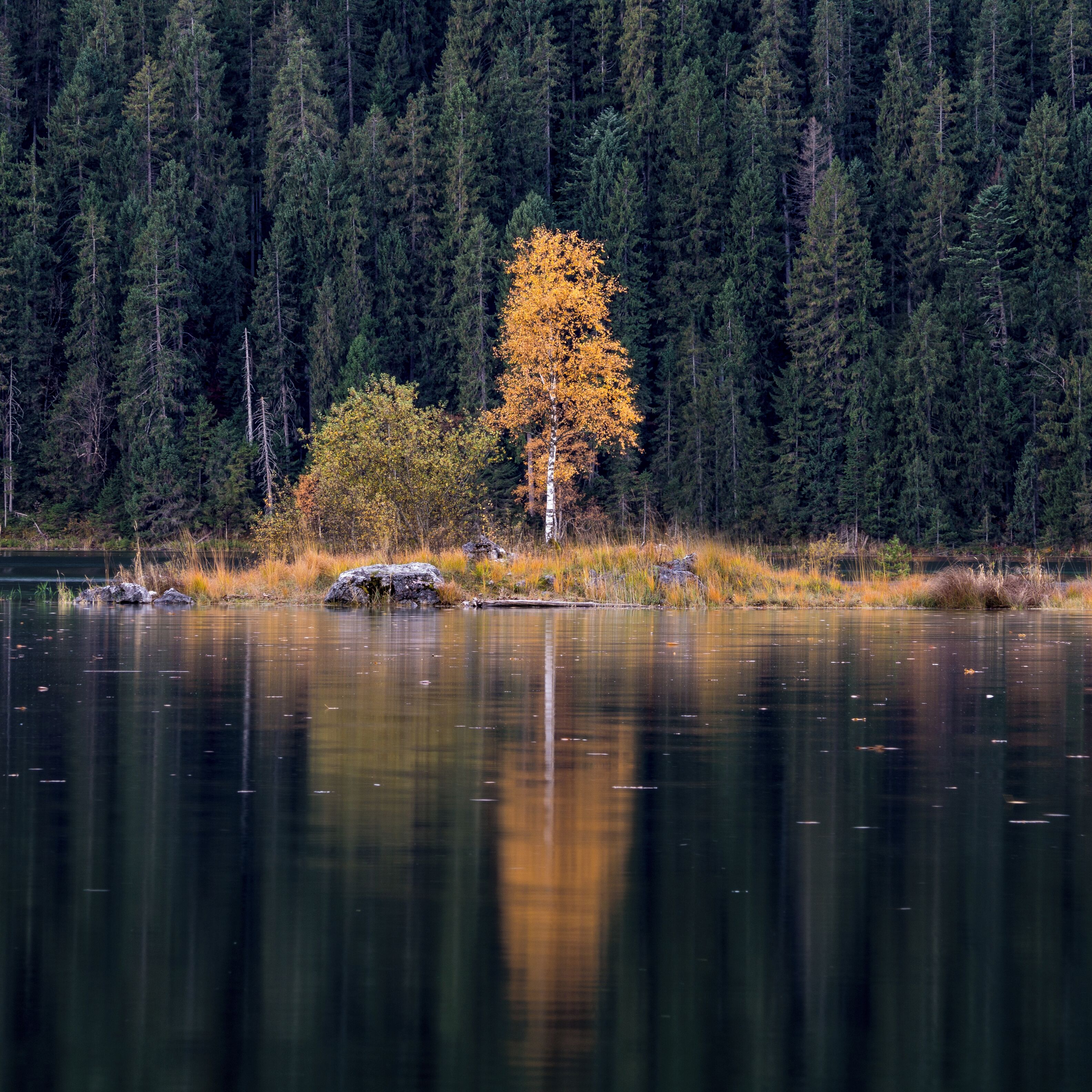 I only had a few minutes to scout and shoot at the Eibsee, Germany. When I saw this golden birch tree standing lonely on that island, I knew I had to get the long lens out and get an isolated shot of it. Now, one year later, this is still one of my all time favorites. I just love the contrast between the dark greens and the bright golden leaves. The reflection is really cool as well. Since last year I have been to the Eibsee a few times, every time I had very limited time to explore the area, but funny enough I always got nice images. The area, especially the forest is just so beautiful...

#golden