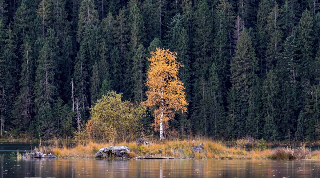 I only had a few minutes to scout and shoot at the Eibsee, Germany. When I saw this golden birch tree standing lonely on that island, I knew I had to get the long lens out and get an isolated shot of it. Now, one year later, this is still one of my all time favorites. I just love the contrast between the dark greens and the bright golden leaves. The reflection is really cool as well. Since last year I have been to the Eibsee a few times, every time I had very limited time to explore the area, but funny enough I always got nice images. The area, especially the forest is just so beautiful...
#golden