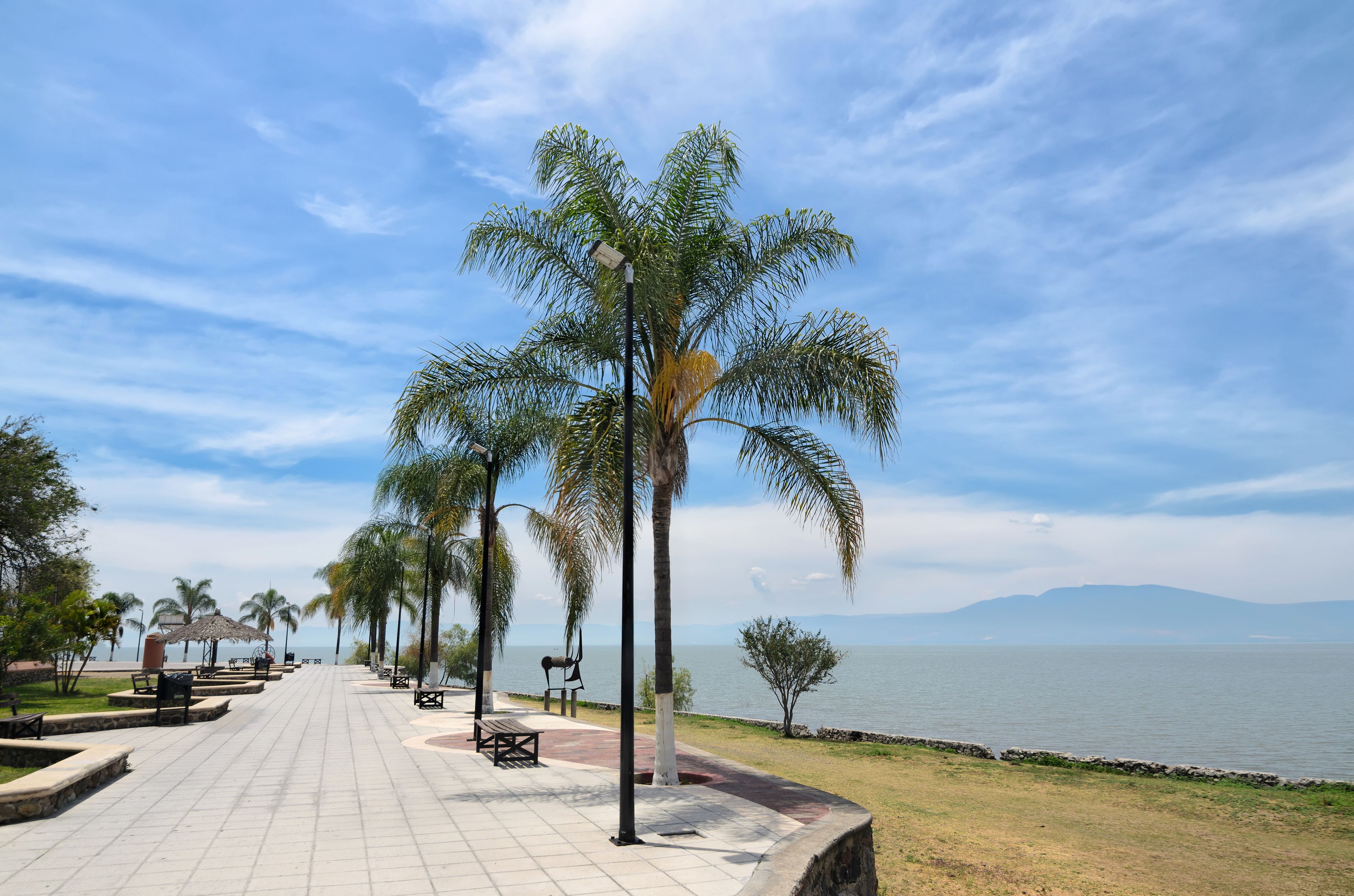 Un paseo marítimo con palmeras, bancos y una vista despejada del océano.