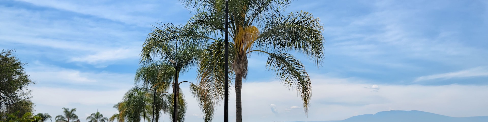 Un paseo marítimo con palmeras, bancos y una vista despejada del océano.