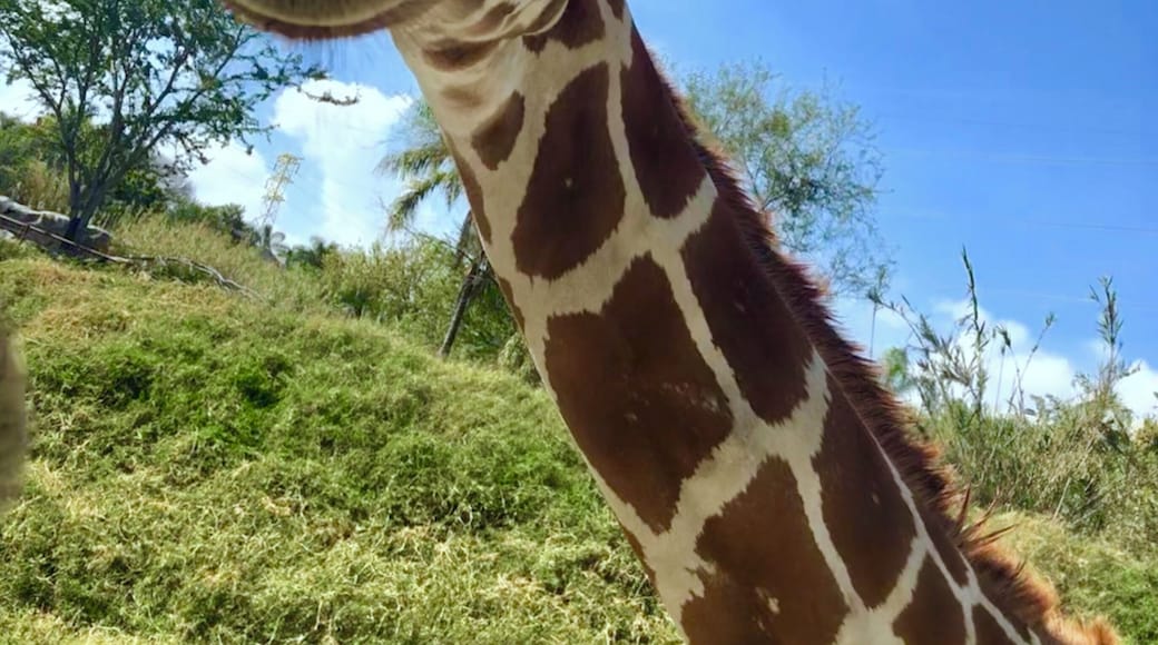 who’s gonna give me some carrots? #giraffe #zoo #upclose #animals #nature