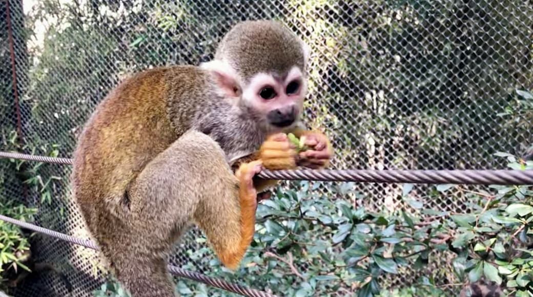 #monkey #zoo #animals