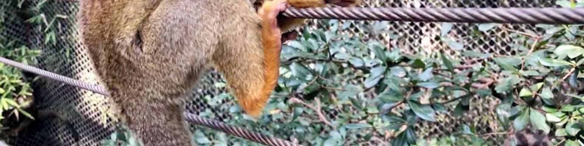 #monkey #zoo #animals