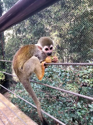 #monkey #zoo #animals