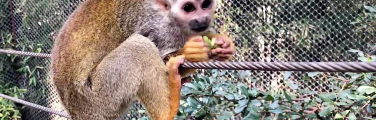 #monkey #zoo #animals