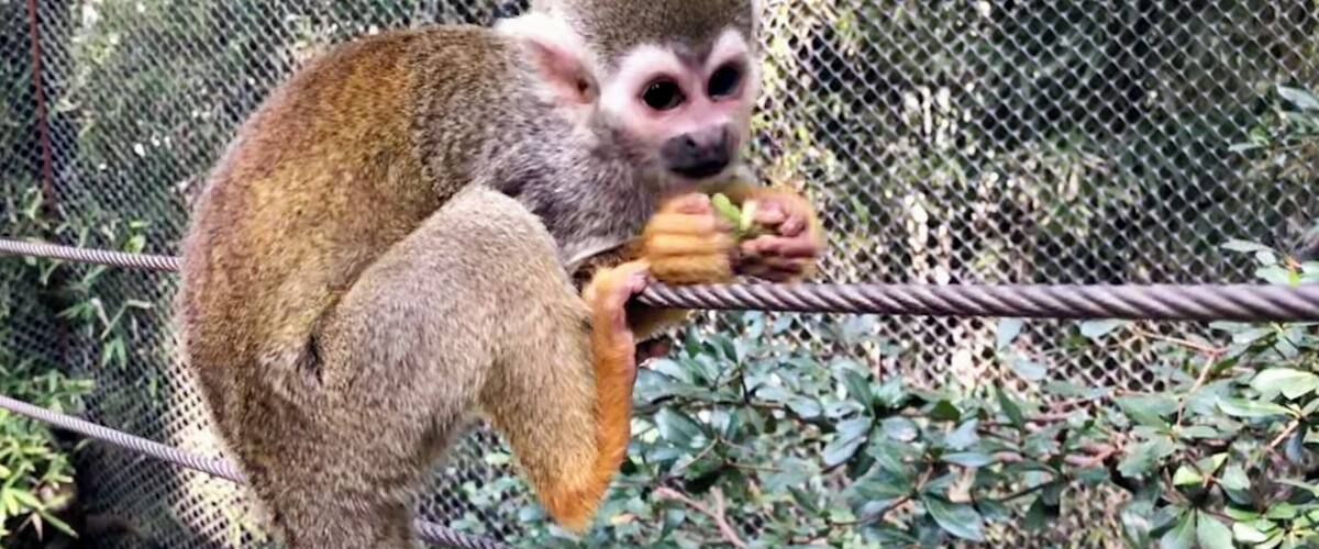 A monkey climbing a rope structure in a zoo enclosure.
