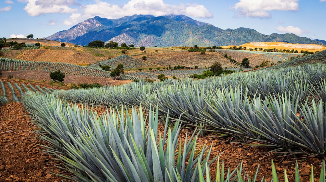 Beautiful view of the agave fields with vanishing point perspective. wonderful landscape in mountains. Tequila, Jalisco.