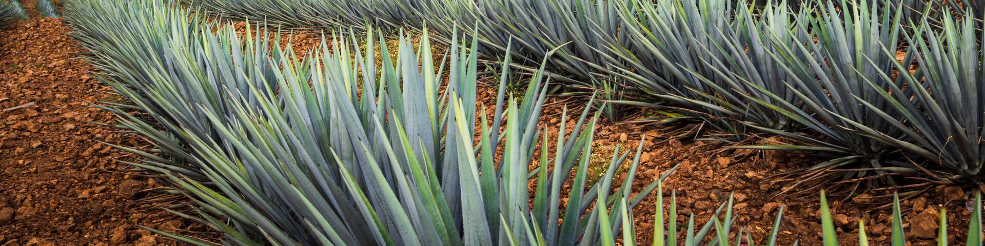 Beautiful view of the agave fields with vanishing point perspective. wonderful landscape in mountains. Tequila, Jalisco.