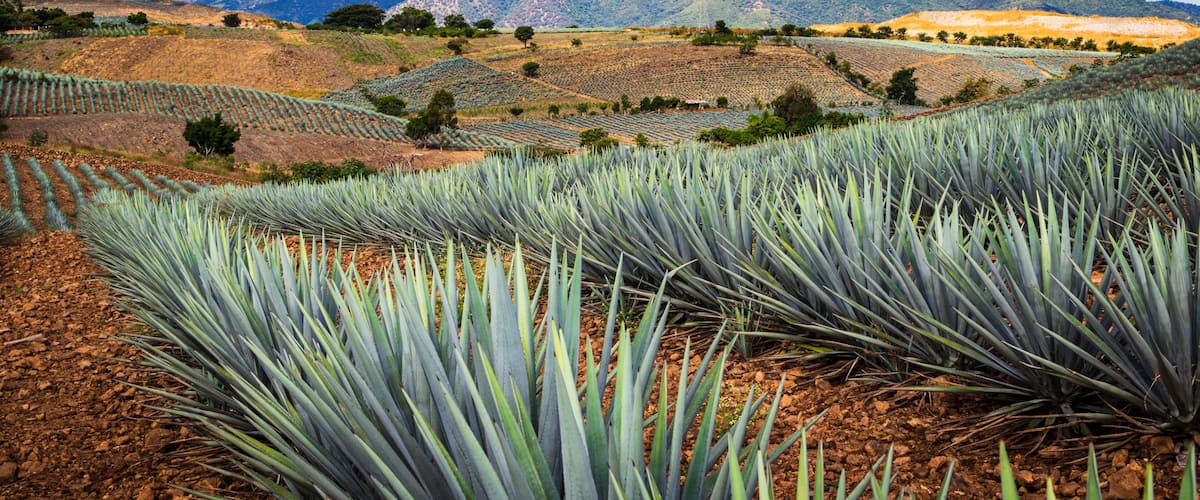 A mountainous landscape with rows of agave plants in the foreground.