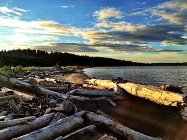 A shoreline with driftwood and logs, a calm body of water, and a forested hill in the background.
