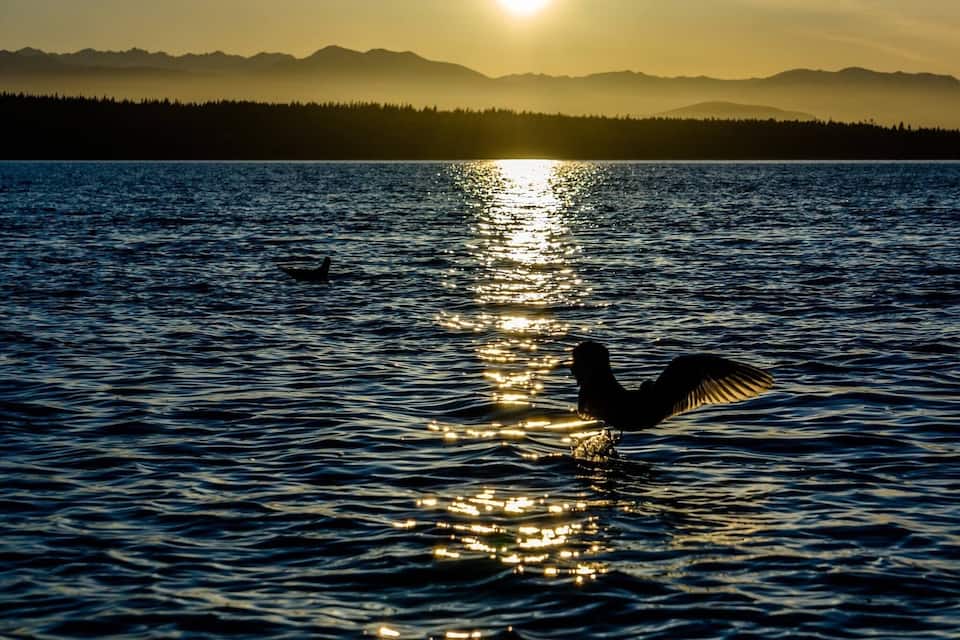 A bird landing on water with mountains in the background.