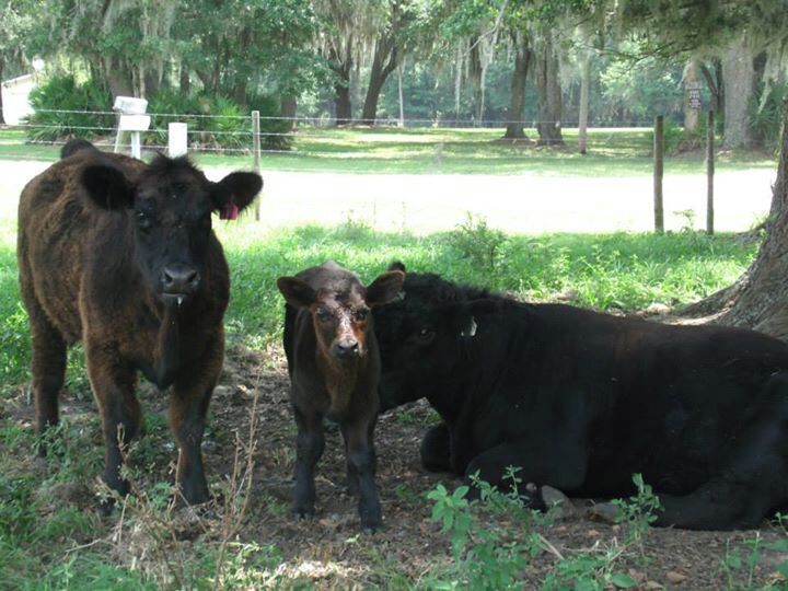 Beef cattle ranches every where you look, cooling under the Hammock, following back roads.