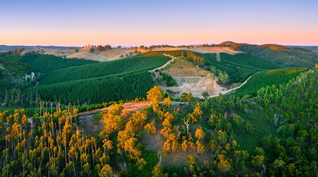 A forested landscape with rolling hills and a winding path.