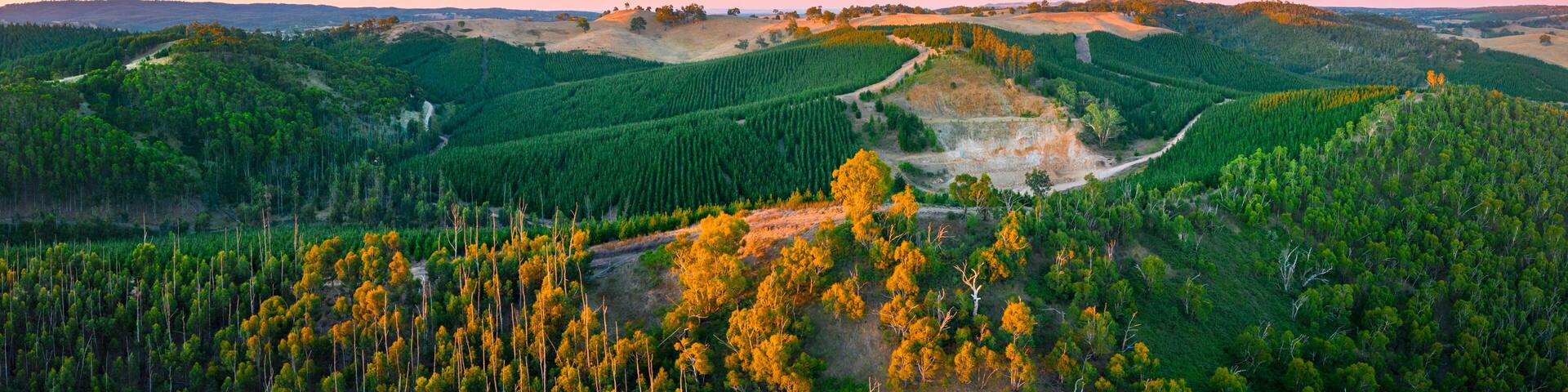 A forested landscape with rolling hills and a winding path.