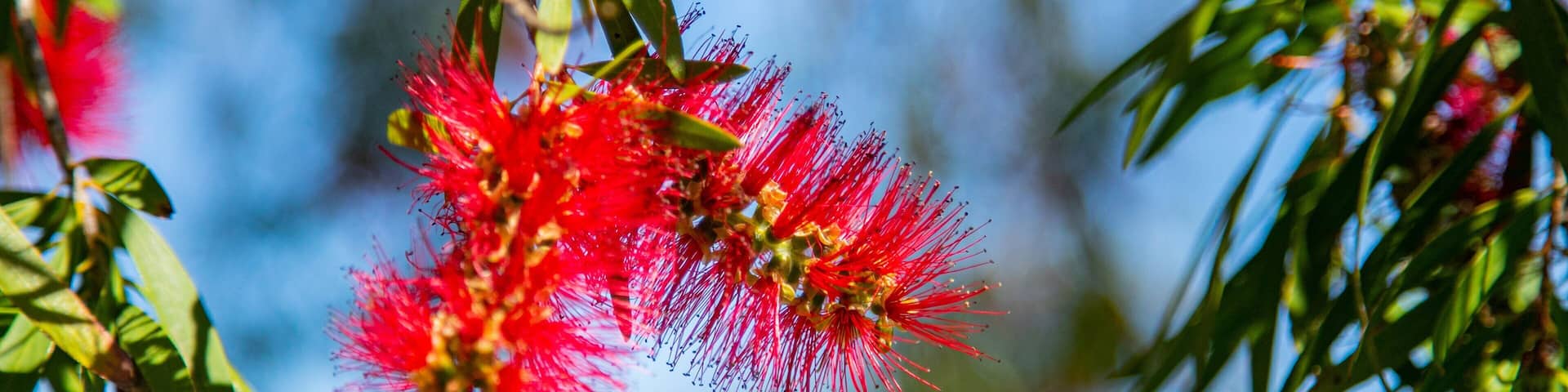Adelaide Hills which includes wildflowers