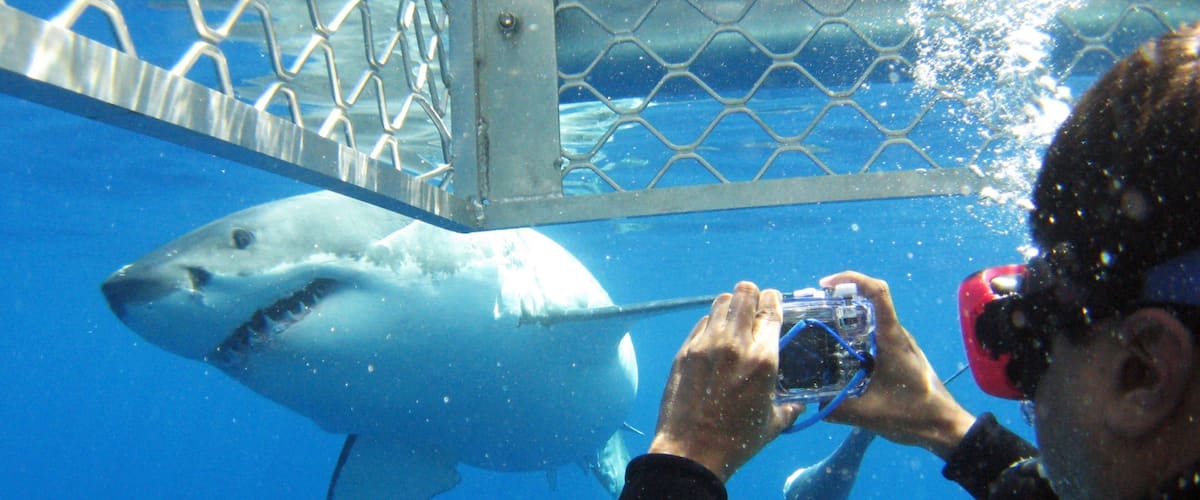 Eyre Peninsula bevat zeedieren en ook een man