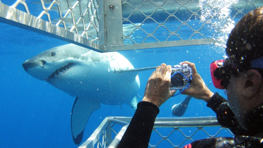 Eyre Peninsula bevat zeedieren en ook een man