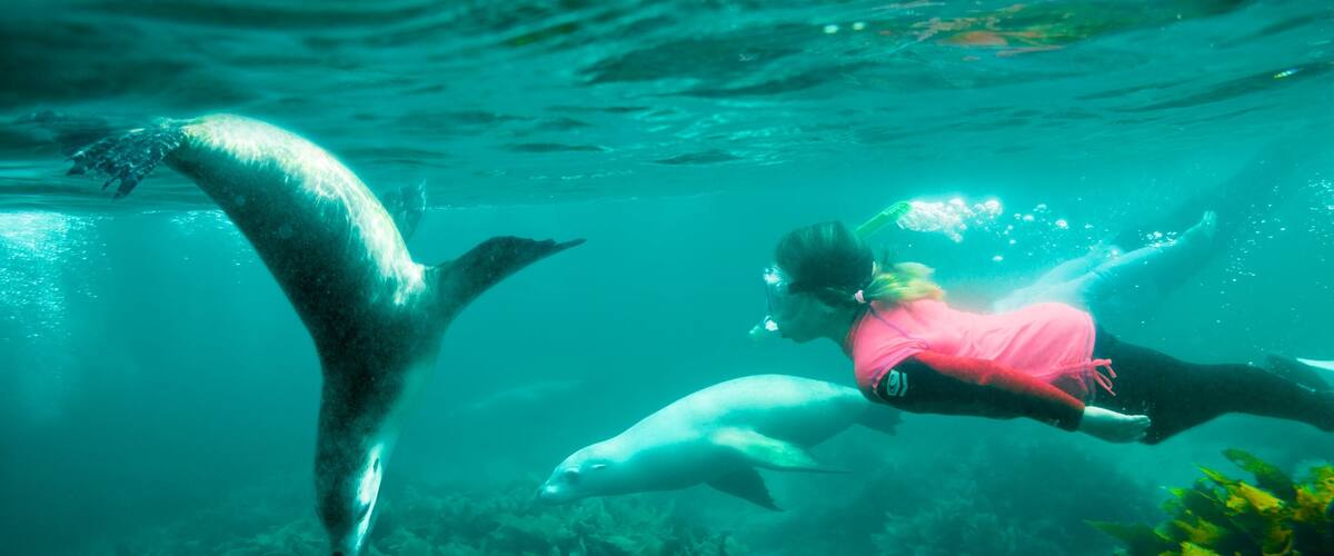 Eyre Peninsula showing snorkeling and marine life as well as an individual femail