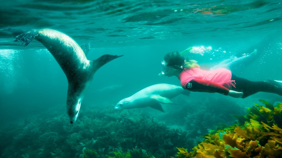 Eyre Peninsula showing snorkeling and marine life as well as an individual femail