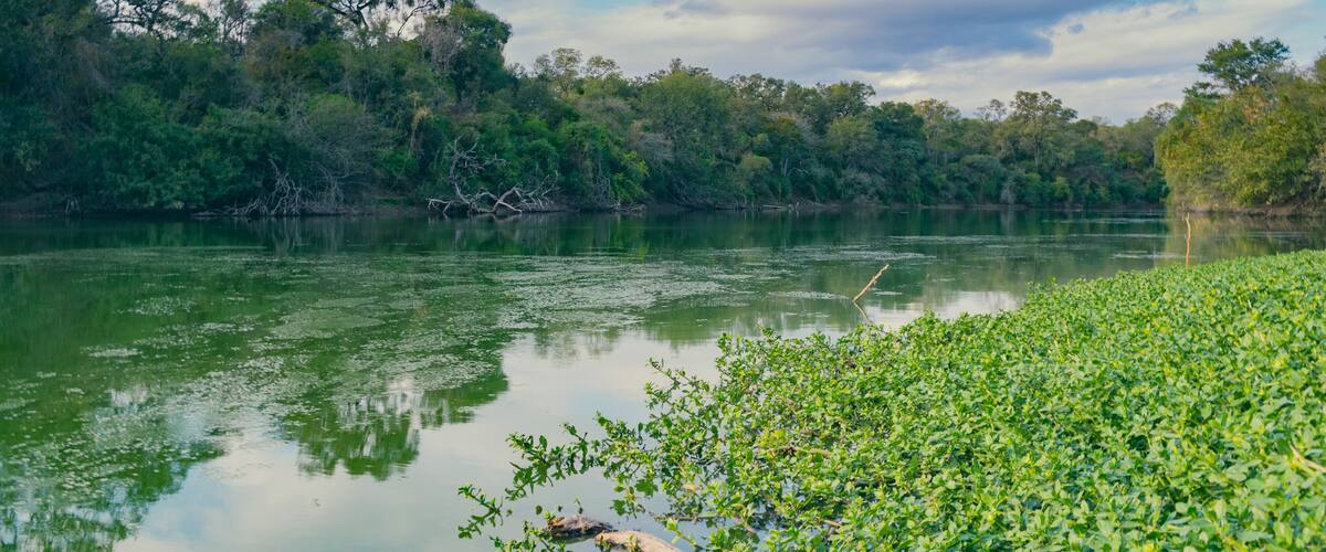 A calm river with dense green vegetation and trees in the background.