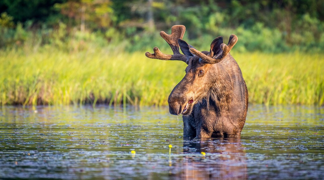 A bull moose eating lily pads in the lake in early morning. Shot in Algonquin Provincial Park, Ontario, Canada.
