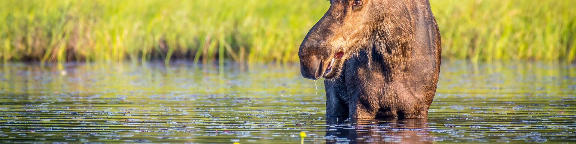 A bull moose eating lily pads in the lake in early morning. Shot in Algonquin Provincial Park, Ontario, Canada.