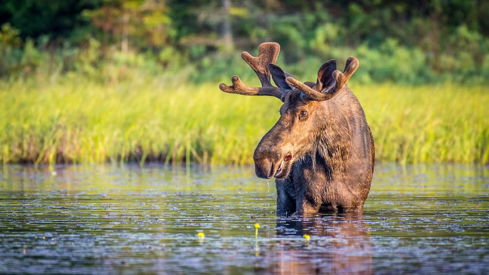 A moose standing in water with greenery in the background.