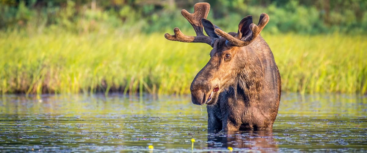 A moose standing in water with greenery in the background.