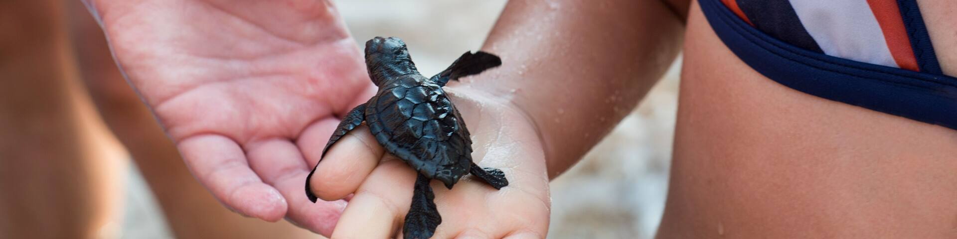 Sea small turtle on hand