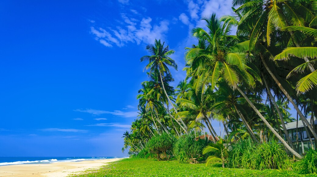 Paradise sandy tropical beach Kosgoda on the island of Ceylon (Sri Lanka)