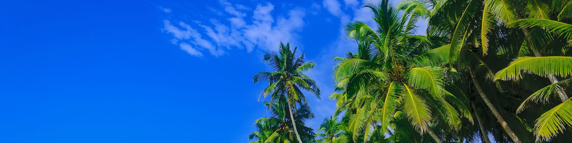 Paradise sandy tropical beach Kosgoda on the island of Ceylon (Sri Lanka)
