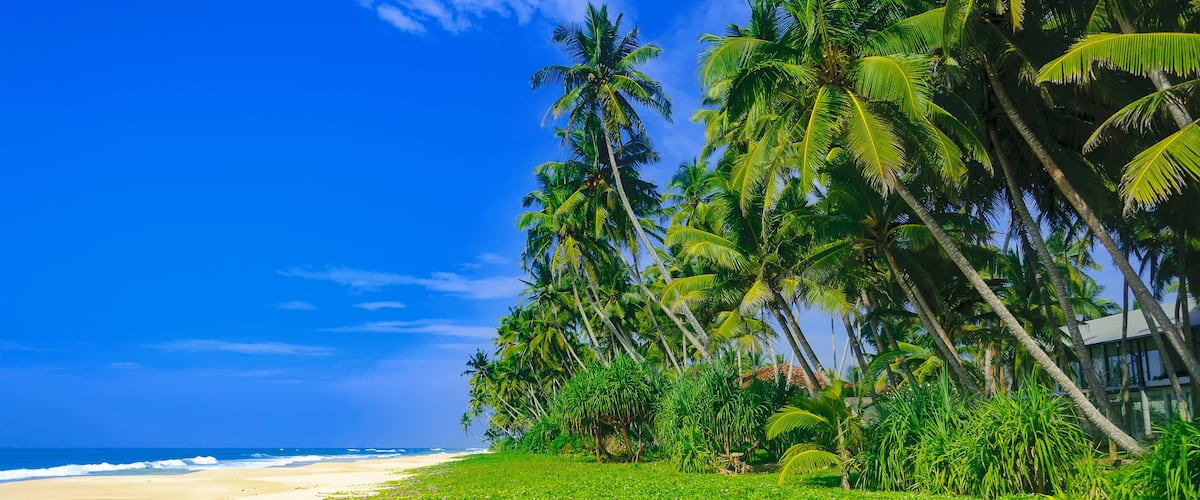 A beach with palm trees and ocean waves.