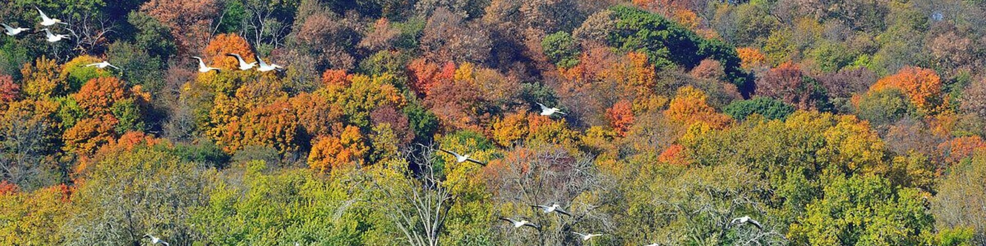 A squadron of pelicans coming in for a landing on a beautiful Fall day. It amazes me that the river is able to sustain the appetites of all these large birds.
