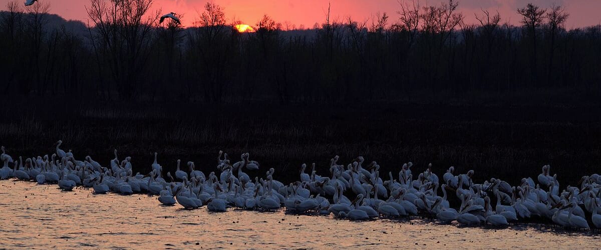 A squadron of Pelicans at sunset. I had to keep on trying to get this shot which I was after for at least a month. The birds had to be on the right side of the berm at sunset and they had to stay put until I got into position. I was metered and set up for the sunset which is evident when you look at the Pelicans