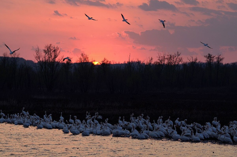 A squadron of Pelicans at sunset. I had to keep on trying to get this shot which I was after for at least a month. The birds had to be on the right side of the berm at sunset and they had to stay put until I got into position. I was metered and set up for the sunset which is evident when you look at the Pelicans