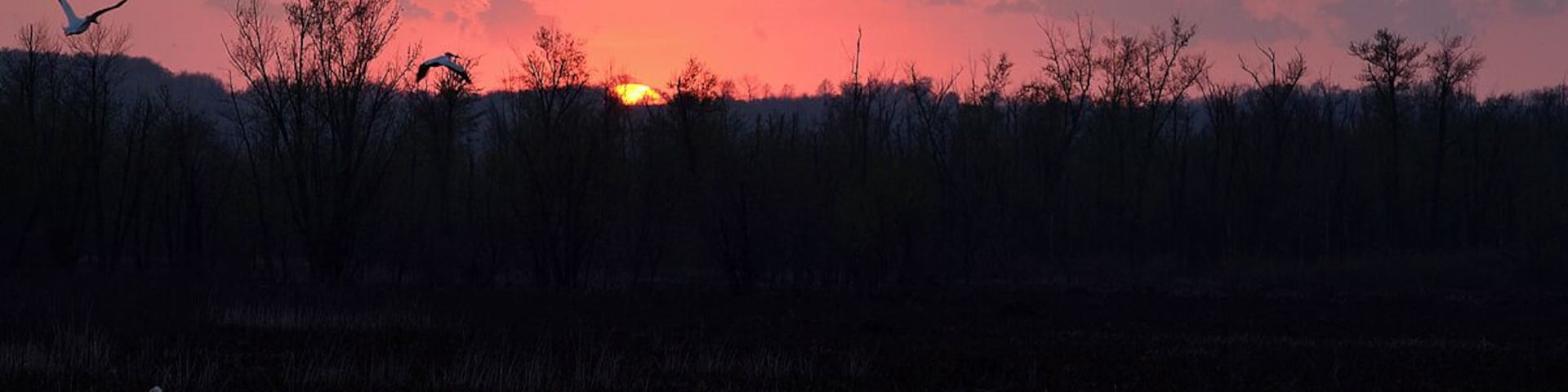 A squadron of Pelicans at sunset. I had to keep on trying to get this shot which I was after for at least a month. The birds had to be on the right side of the berm at sunset and they had to stay put until I got into position. I was metered and set up for the sunset which is evident when you look at the Pelicans