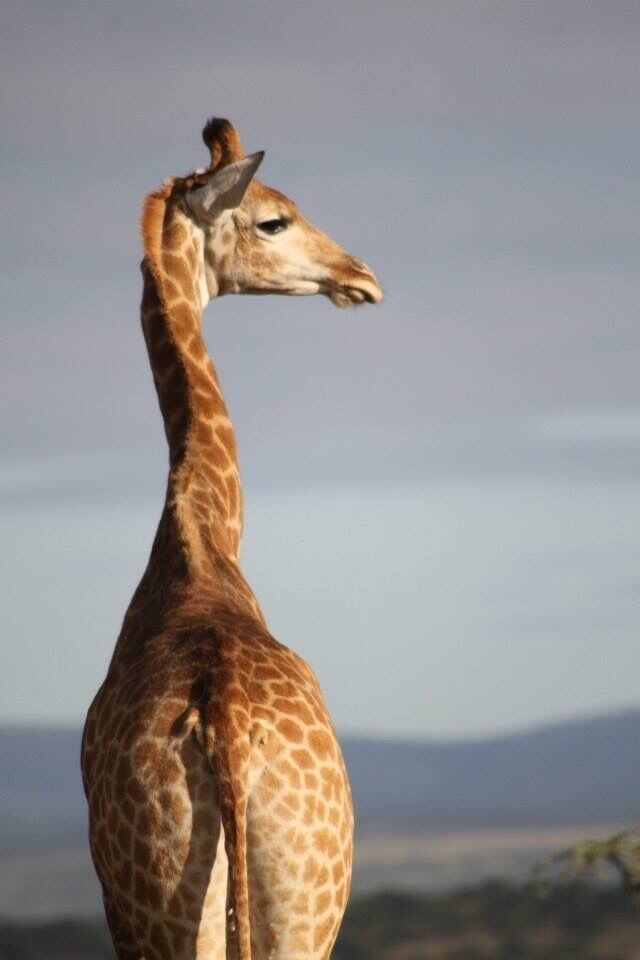 Can't get enough of the wildlife 