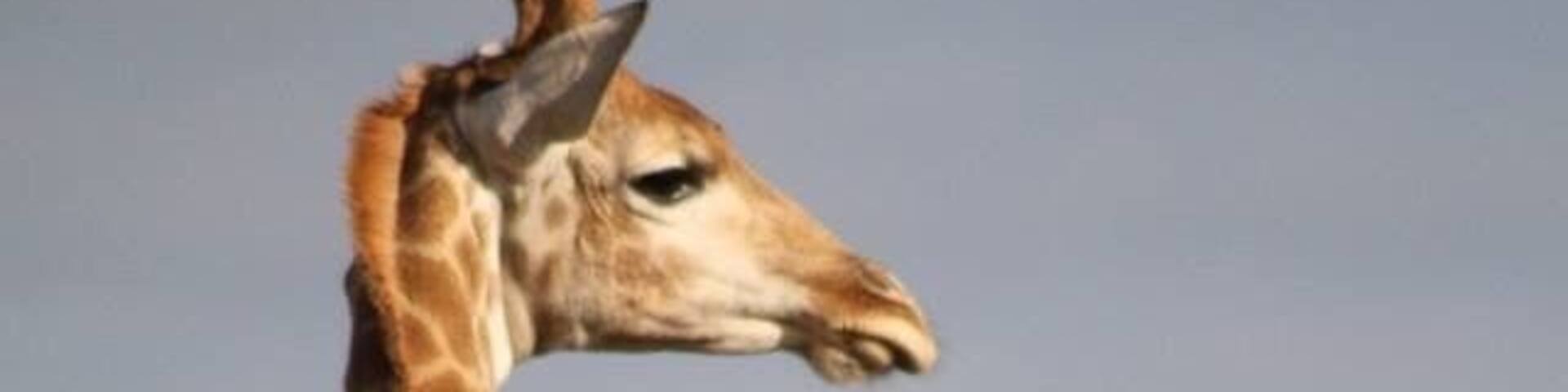 A giraffe standing with a clear view of its patterned coat and long neck.