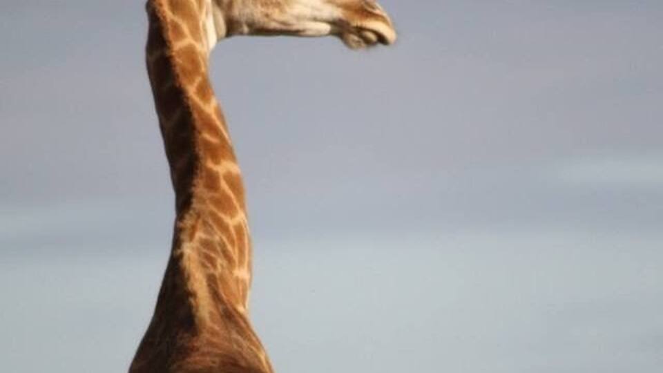 A giraffe standing with a clear view of its patterned coat and long neck.